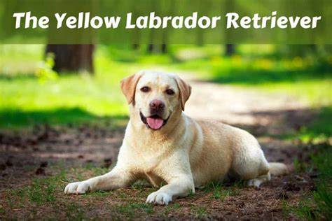 Yellow Labrador Retriever Facts Labrador Training Hq