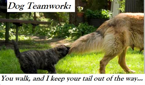 Dogs With A History Of Working As A Team Daily Dog Discoveries