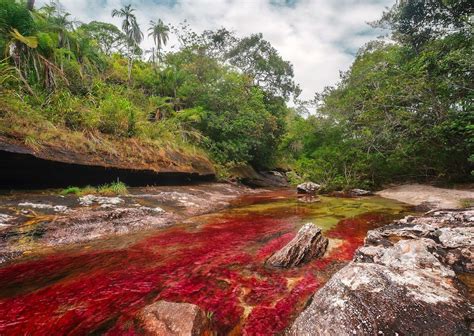 Caño cristales, cuenta con 10 senderos ecoturísticos compartidos y administrados por las dos autoridades ambientales. How to visit Caño Cristales in Colombia - Matador Network
