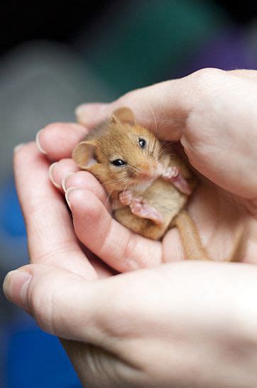 A tiny baby field mouse finds its way to my toes, crawls on and falls asleep. 36 best Mice, Field mice, Field mouse, Harvest mouse ...