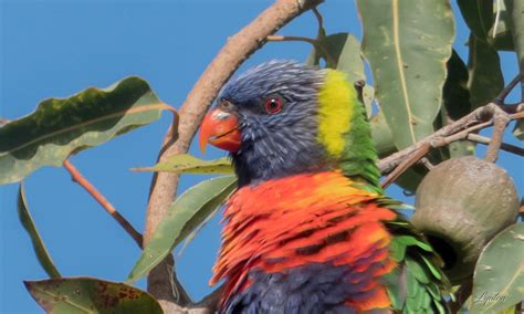 Rainbow Lorikeet Lyntons Images