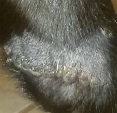 Infected Neuter Incision In Dogs Dog Discoveries