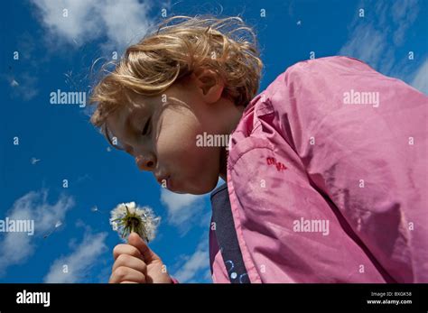 Child With Dandelion Little Girl Blowing The Seeds From A Dandelion