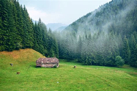 Mountain And Forest Landscape In Romania Image Free Stock Photo
