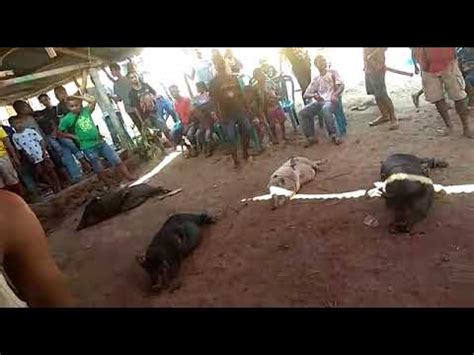 Bunuh Babi Adat Bajawa YouTube