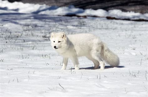 Arctic Fox Walks More Than 2700 Miles From Norway To Canada