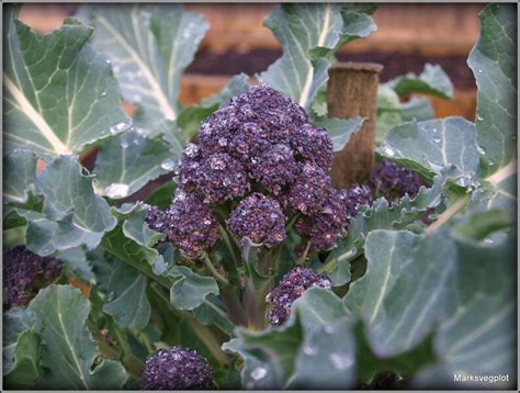 Broccoli Early Purple Sprouting Heirloom Seeds 10 Etsy