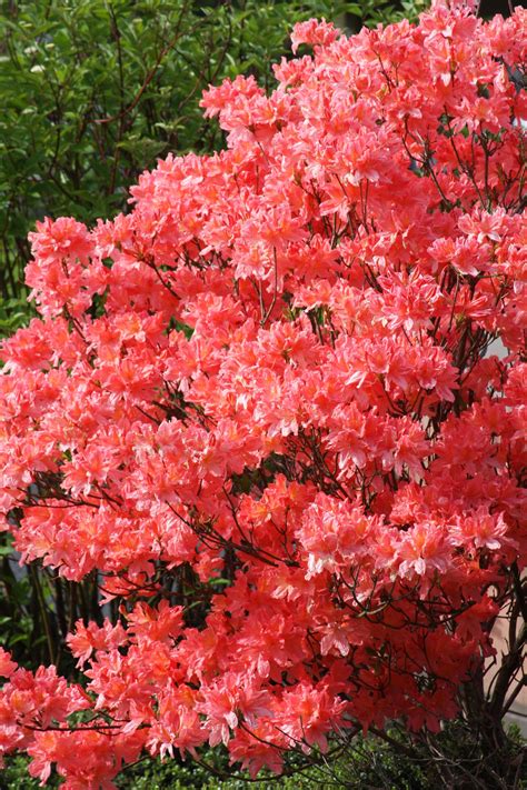 Maybe you would like to learn more about one of these? Azalea, Vancouver, WA. 04/2013. | Azaleas landscaping ...
