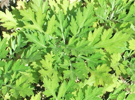 Japanese Mugwort Seedsasian Vegetable Perennial Herb5000 Seeds