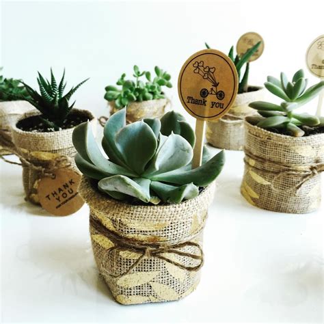 Pin On Wedding Favours Idea Succulents Bomboniere And More