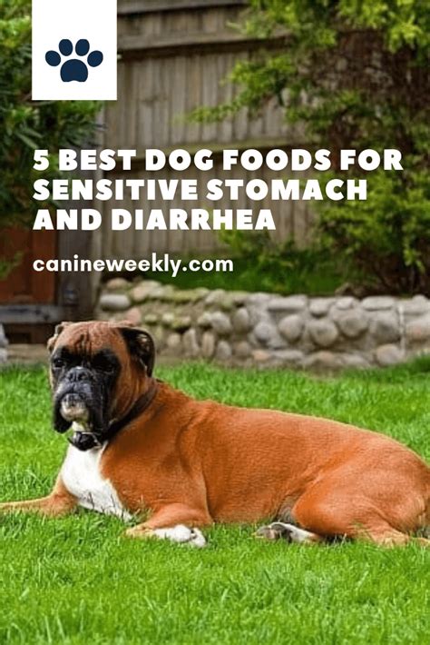 Wellness simple limited ingredient diet 5 Best Dog Foods for Sensitive Stomach and Diarrhea [2020 ...