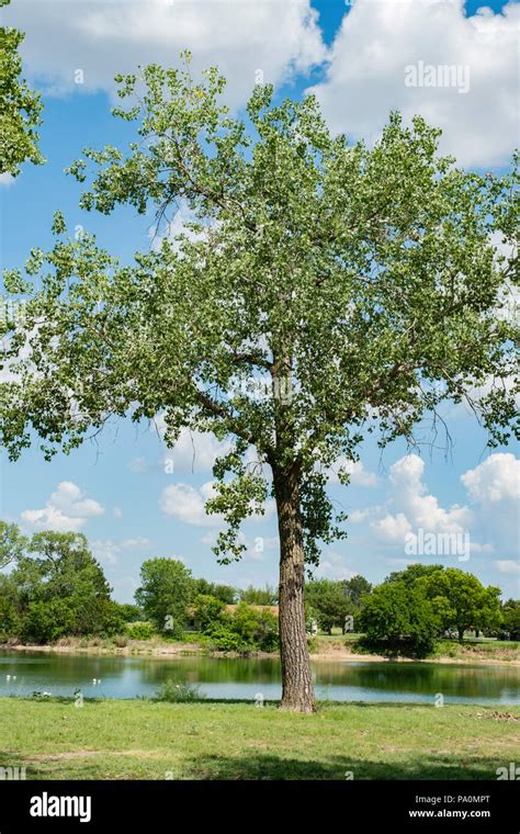 Large Cottonwood Tree Populus Deltoides Known As Eastern Cottonwood