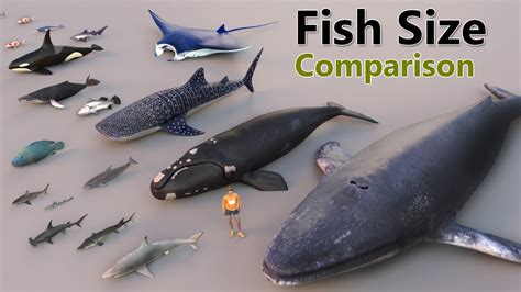 Fish Size Comparison Smallest Fish World Largest Fish Water