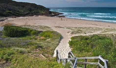 Fraser fir is dog friendly. Frazer campground | NSW National Parks