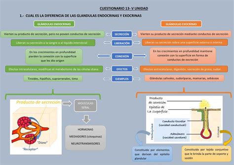 Glándulas Endocrinas Y Exocrinas Diego Saavedra Udocz