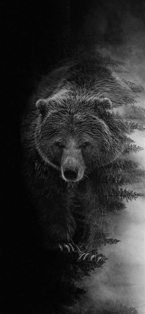 Black And White Bear Wallpapers Wallpaper Cave