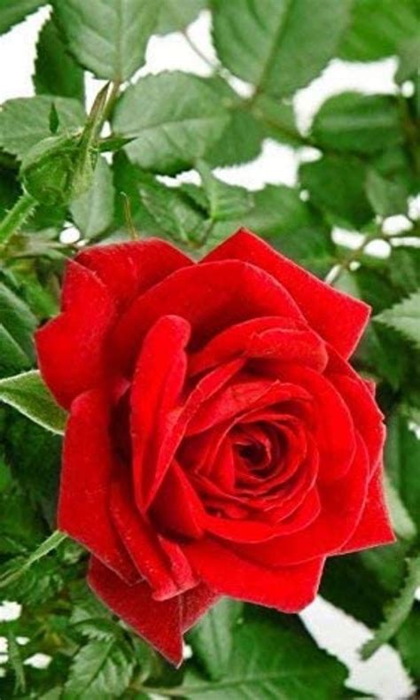 Full Sun Exposure Rose Red Color Flower Plant For Garden And Bouquet