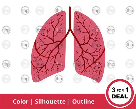 Lungs Svg Human Lungs Svg Anatomical Lungs Svg Organ Svg Etsy