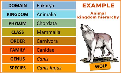 Taxonomic Classification Of Animals With Examples Earth Reminder