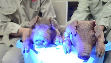 Chinese Scientists Make Glow In The Dark Pigs The Epoch Times