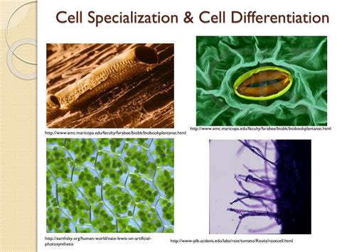 Ppt Plant Cells Tissues And Organs Powerpoint Presentation Id3069362