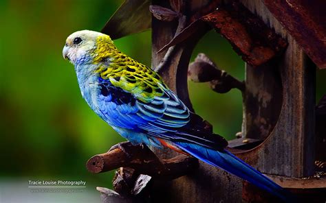 Free Download Colorful Bird Microsoft Official Wallpaper Animal