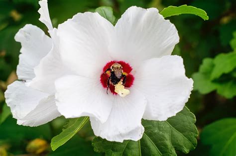 How To Grow And Care For Hardy Hibiscus Topbackyards