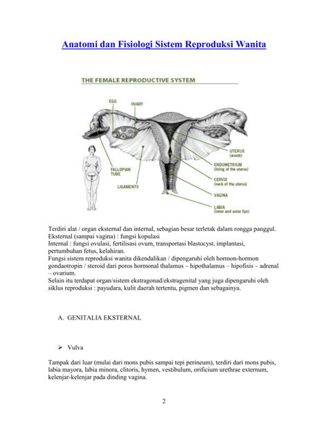 Anatomi Dan Fisiologi Organ Reproduksi Wanita Contoh Proposal Penelitian Hot Sex Picture