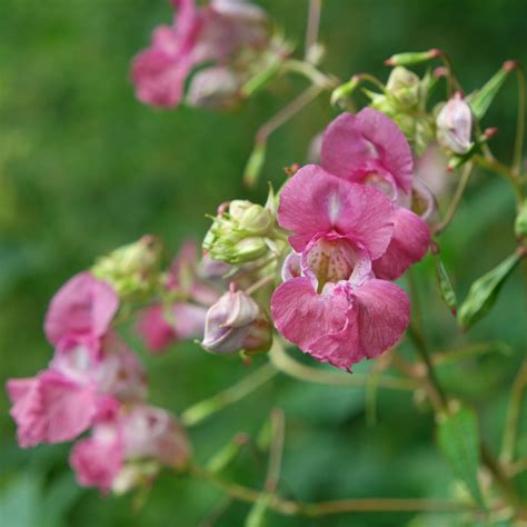 Erdbeere und moschuskraut rekrutieren schnecken für den samentransport. Impatiens glandulifera (Drüsiges Springkraut)