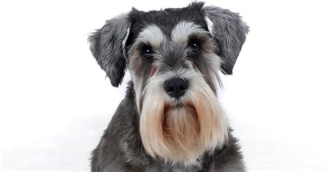 Maybe you would like to learn more about one of these? DOG PAWtobiography: Meet the Miniature Schnauzer,our dog ...
