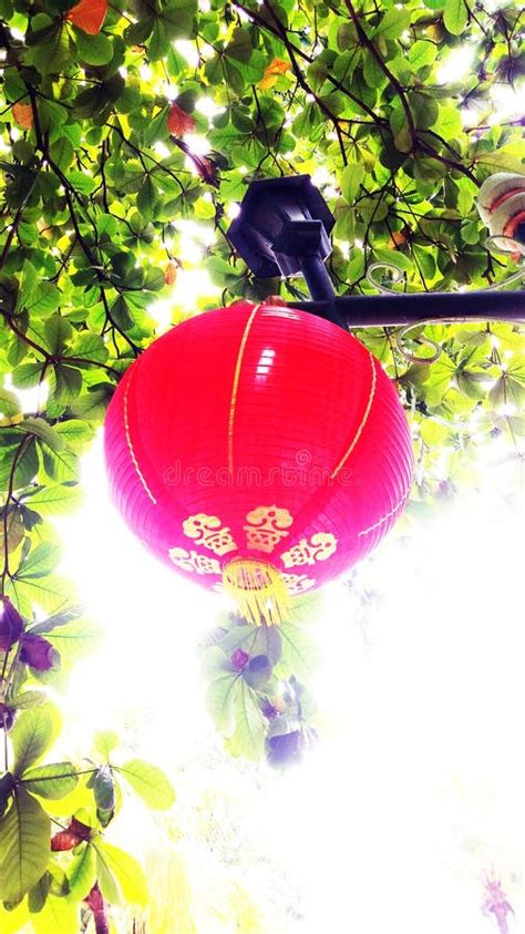 Decorative Chinese Lanterns Hanging Above The Trees During The Day