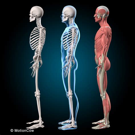Pictures Of Muscles And Bones 3d Human Hand Bone And Muscle Structure
