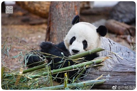 Giant Panda Meng Da At Beijing Zoo In 2019 Giant Panda Panda Panda Bear