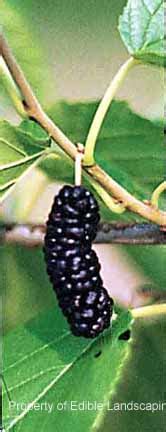 Be sure to do your homework in. Illinois Everbearing - Edible Landscaping