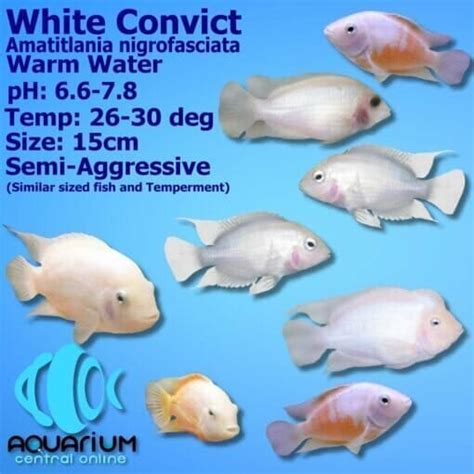 Cichlid White Pink Convict Cichlid 6cm Aquarium Central