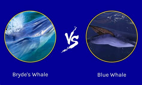 Brydes Whale Vs Blue Whale Key Differences Explained A Z Animals