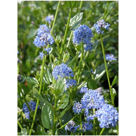 Säckelblume Ceanothus Impressus Victoria 45 L Container Kaufen Bei Obi