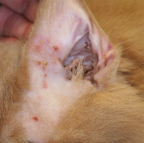 Cat Skin Cancer Lesions