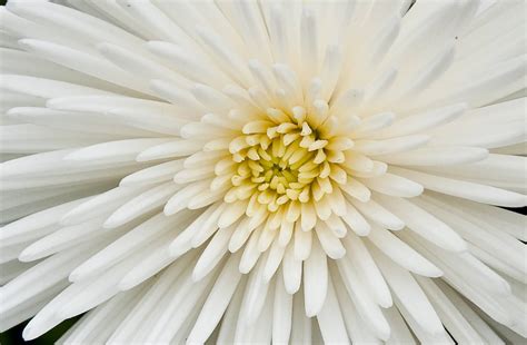Download White Chrysanthemum Flower Macro Wallpaper
