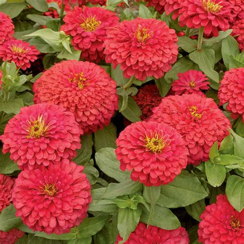 A very nice shop and dining locale names merrick park. Magellan Coral Hybrid Zinnia, AAS Winners: Horticultural ...