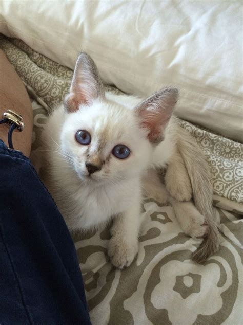 A Small White Kitten Sitting On Top Of A Bed Next To Someones Leg