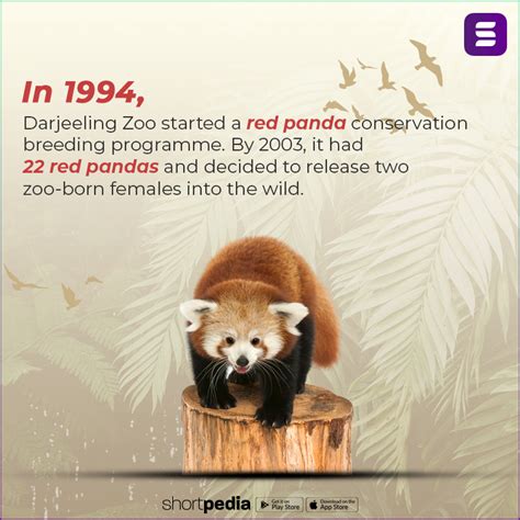 Red Pandas In India Are Being Trafficked Into Extinction