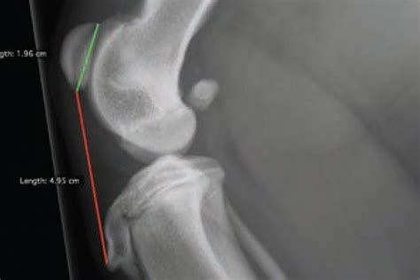 Patellar Luxation In Dogs Part I Understanding The Condition Vet Cpd