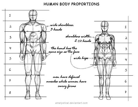 Human Body Proportions Male And Female By Ametystical D Pik Anatomy Pinterest Human