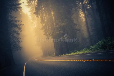 Foggy Forest Drive Stock Photo Image Of Vertical Drive 32432144