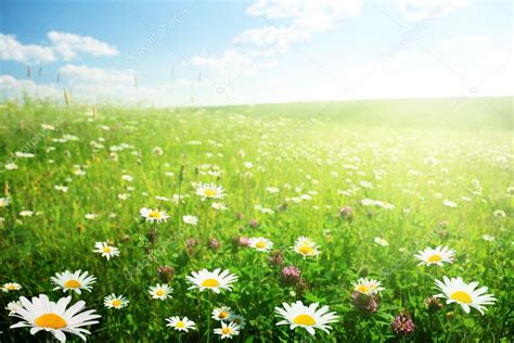 Sunny Day And Field Of Summer Flowers — Stock Photo © Iakov 4622197 5ba