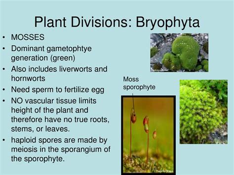 Ppt Plant Divisions Powerpoint Presentation Id158369