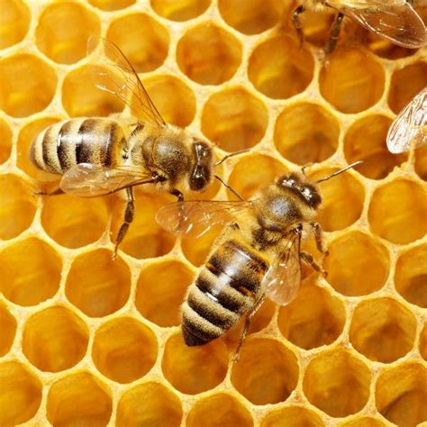 Honey Bee Animal Facts And Information