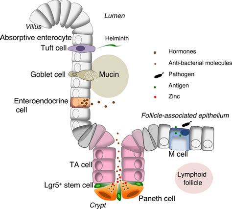 Locations And Functions Of Intestinal Epithelial Cells In The Small