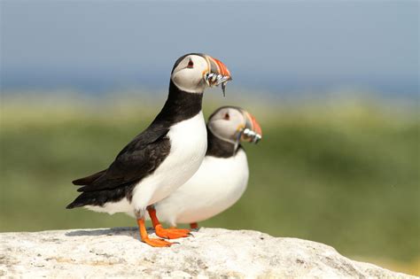 Atlantic Puffins Facts And Figures About Maines Iconic Bird